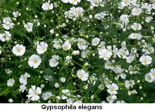 Gypsophila elegans.jpg